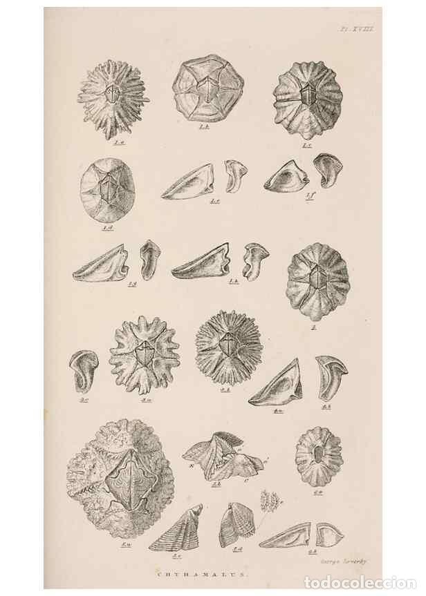 Collection Magazines and Newspapers: Reproducci&oacute;n/Reproduction 7509381050: A monograph on the sub-class Cirripedia,. London,Ray society,1