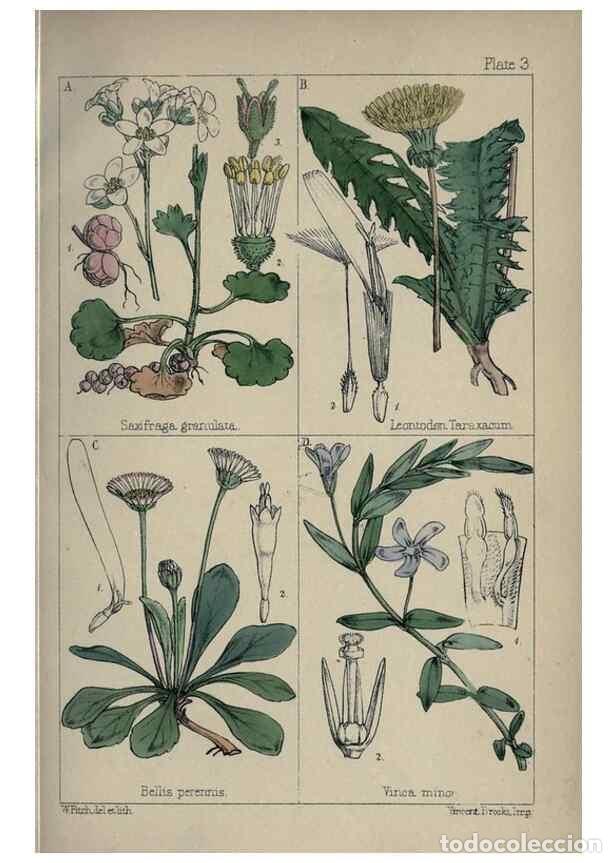 Collectionnisme de Revues et Journaux: Reproducci&oacute;n/Reproduction 7454747034: British wild flowers :. London,Reeve,1867. - Moore, Thomas,