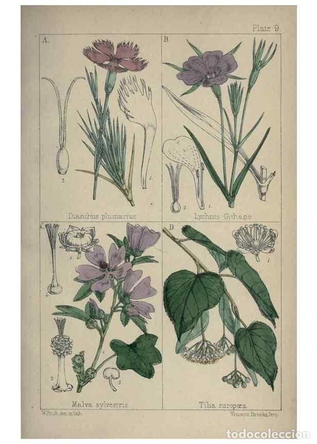 Collection Magazines and Newspapers: Reproducci&oacute;n/Reproduction 7454754132: British wild flowers :. London,Reeve,1867. - Moore, Thomas,
