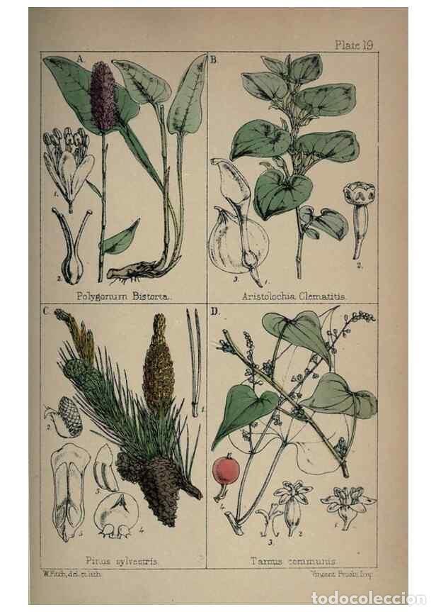 Colecionismo de Revistas e Jornais: Reproducci&oacute;n/Reproduction 7454765904: British wild flowers :. London,Reeve,1867. - Moore, Thomas,