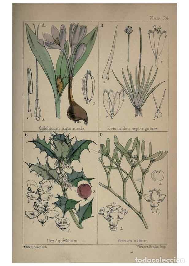 Colecionismo de Revistas e Jornais: Reproducci&oacute;n/Reproduction 7454771902: British wild flowers :. London,Reeve,1867. - Moore, Thomas,