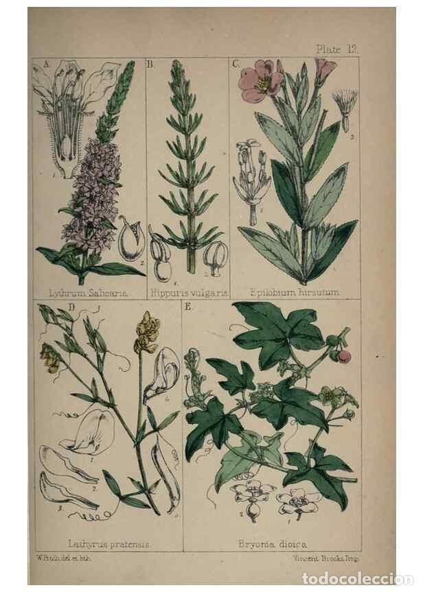Collectionnisme de Revues et Journaux: Reproducci&oacute;n/Reproduction 7454757876: British wild flowers :. London,Reeve,1867. - Moore, Thomas,
