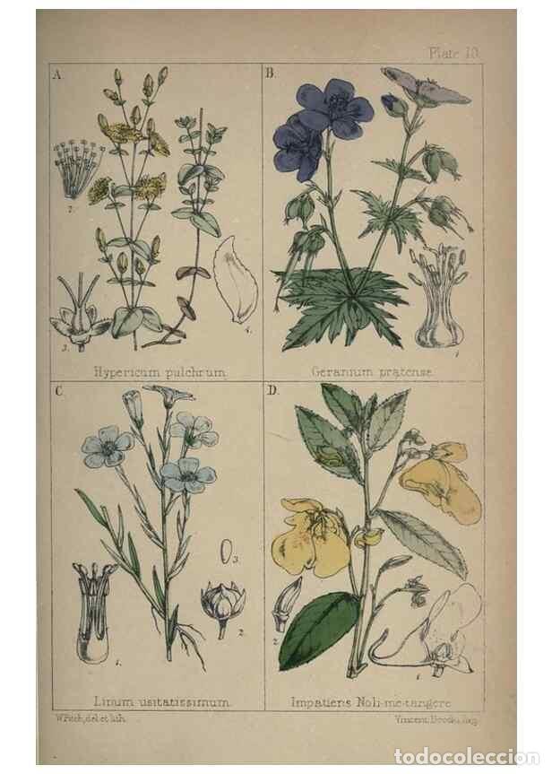 Collezionismo di Riviste e Giornali: Reproducci&oacute;n/Reproduction 7454755142: British wild flowers :. London,Reeve,1867. - Moore, Thomas,