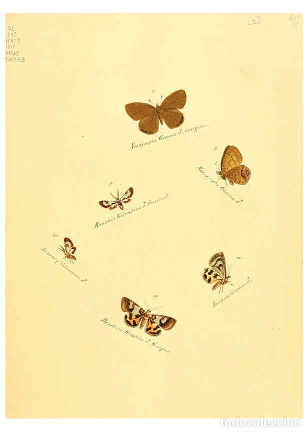 Collezionismo di Riviste e Giornali: Reproducci&oacute;n/Reproduction 6106323622: Zutr&auml;ge zur Sammlung exotischer Schmettlinge [sic] atlas Augsb