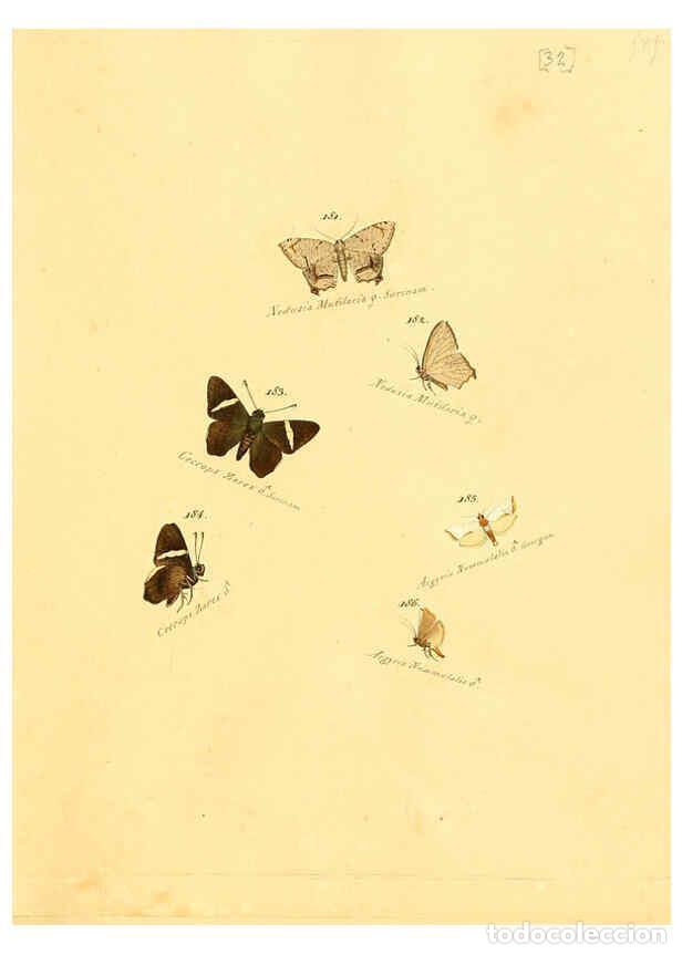 Collezionismo di Riviste e Giornali: Reproducci&oacute;n/Reproduction 6106331394: Zutr&auml;ge zur Sammlung exotischer Schmettlinge [sic] atlas Augsb