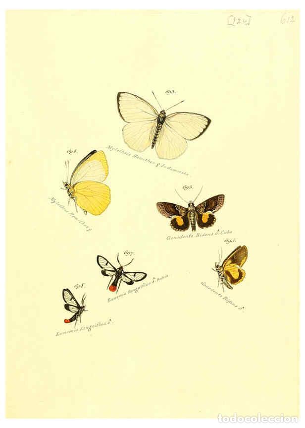 Collezionismo di Riviste e Giornali: Reproducci&oacute;n/Reproduction 6105911099: Zutr&auml;ge zur Sammlung exotischer Schmettlinge [sic] atlas Augsb