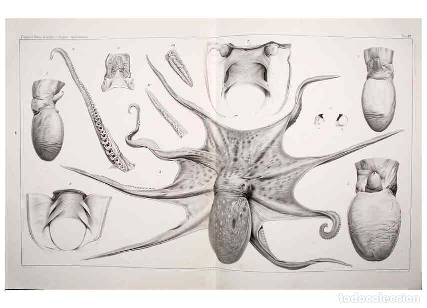 Collezionismo di Riviste e Giornali: Reproducci&oacute;n/Reproduction 6106255216: I Cefalopodi viventi nel Golfo di Napoli (sistematica) Berlin