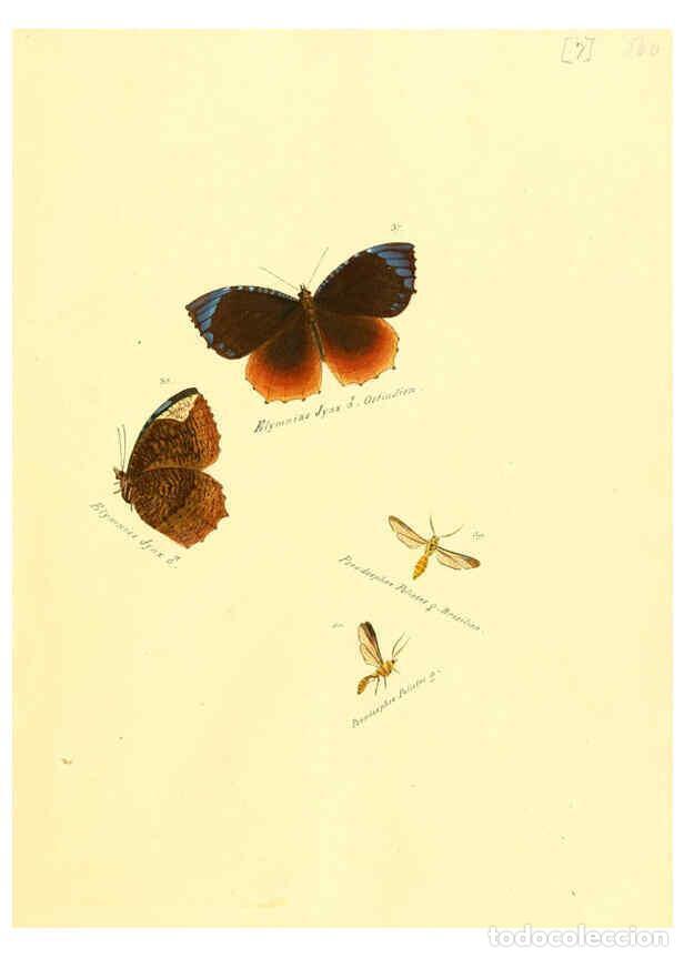 Collezionismo di Riviste e Giornali: Reproducci&oacute;n/Reproduction 6106324822: Zutr&auml;ge zur Sammlung exotischer Schmettlinge [sic] atlas Augsb