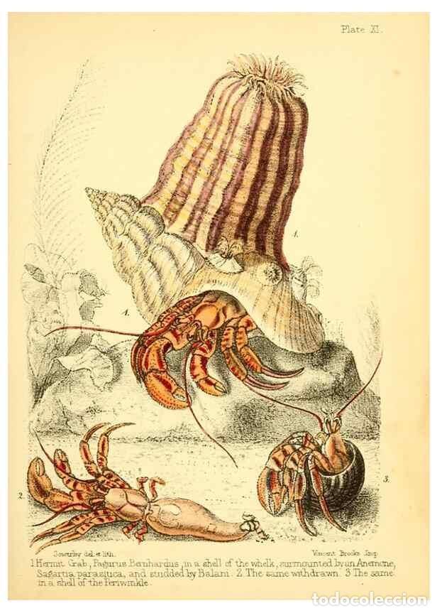 Collezionismo di Riviste e Giornali: Reproducci&oacute;n/Reproduction 7414355314: Popular history of the aquarium of marine and fresh-water anim