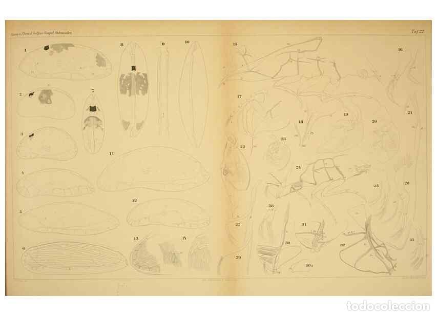 Collezionismo di Riviste e Giornali: Reproducci&oacute;n/Reproduction 7448767874: Die ostracoden des golfes von Neapel und der angrenzenden meer