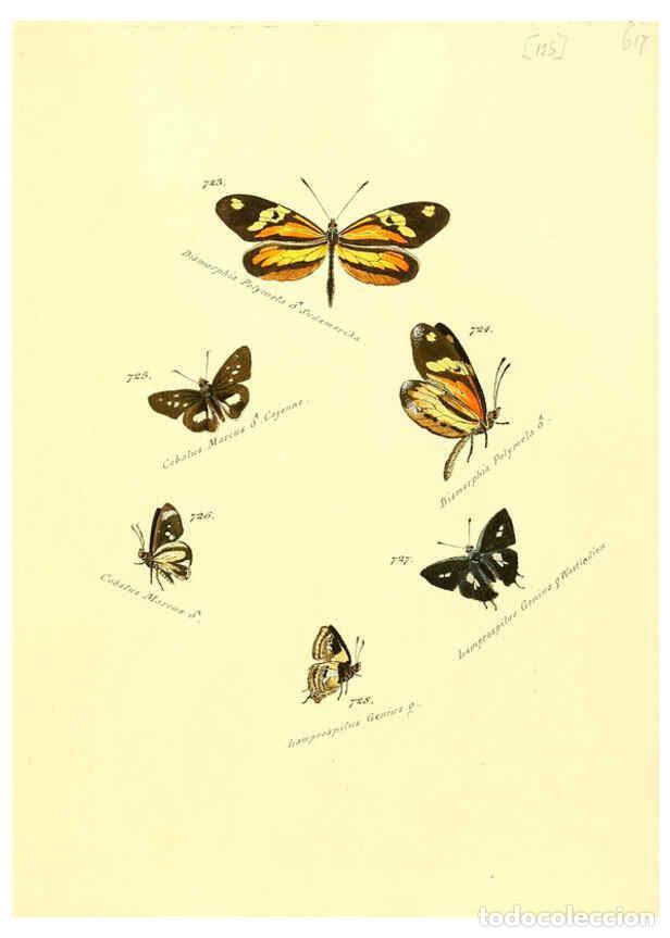 Collezionismo di Riviste e Giornali: Reproducci&oacute;n/Reproduction 6105912281: Zutr&auml;ge zur Sammlung exotischer Schmettlinge [sic] atlas Augsb