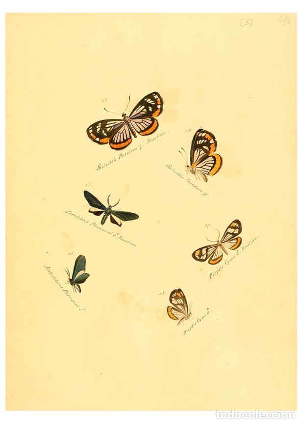 Collezionismo di Riviste e Giornali: Reproducci&oacute;n/Reproduction 6105779401: Zutr&auml;ge zur Sammlung exotischer Schmettlinge [sic] atlas Augsb