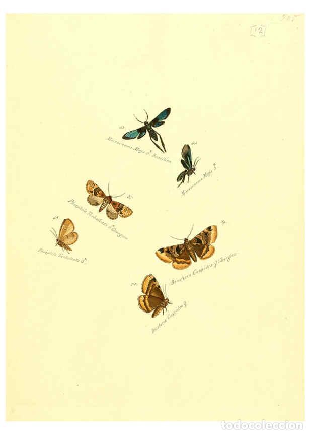 Collezionismo di Riviste e Giornali: Reproducci&oacute;n/Reproduction 6105781619: Zutr&auml;ge zur Sammlung exotischer Schmettlinge [sic] atlas Augsb