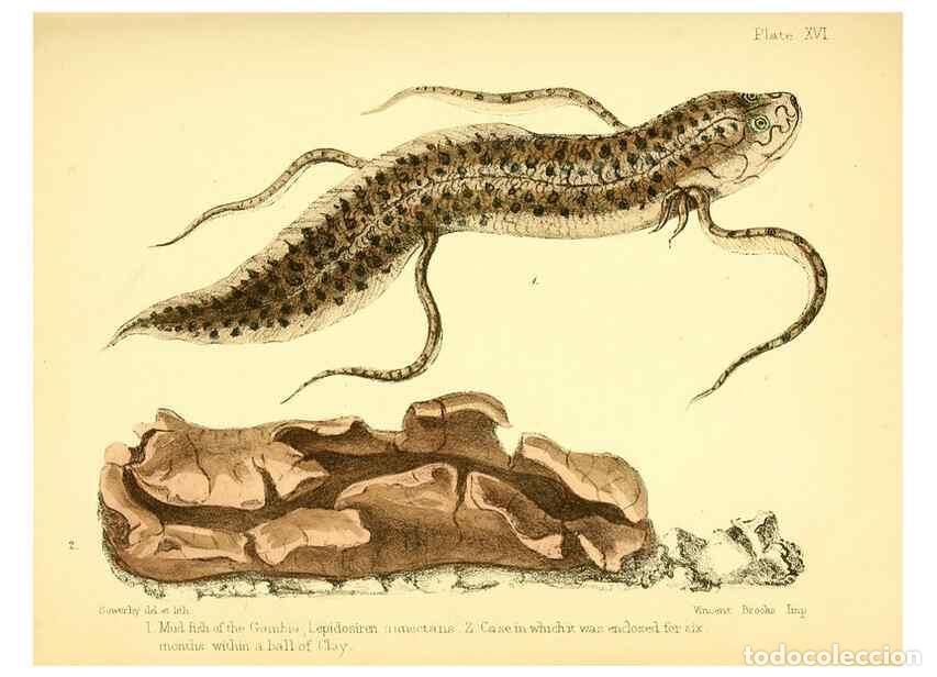 Collezionismo di Riviste e Giornali: Reproducci&oacute;n/Reproduction 7414365976: Popular history of the aquarium of marine and fresh-water anim