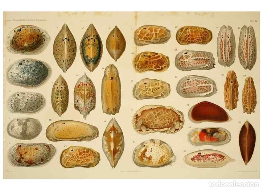 Collezionismo di Riviste e Giornali: Reproducci&oacute;n/Reproduction 7448775724: Die ostracoden des golfes von Neapel und der angrenzenden meer