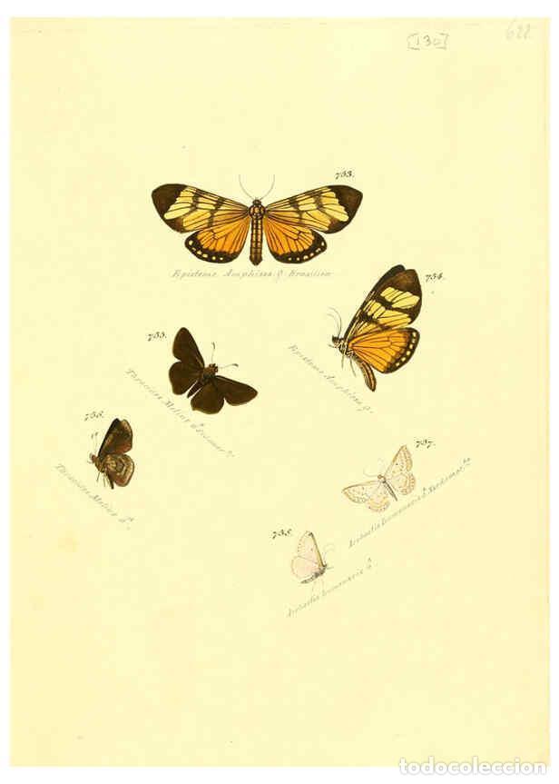 Collezionismo di Riviste e Giornali: Reproducci&oacute;n/Reproduction 6106459414: Zutr&auml;ge zur Sammlung exotischer Schmettlinge [sic] atlas Augsb