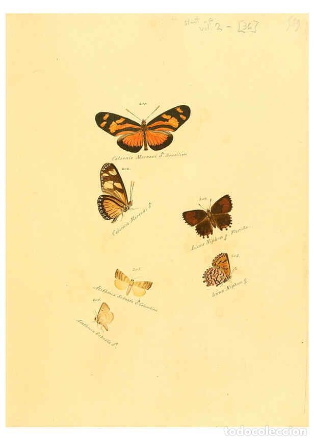 Collezionismo di Riviste e Giornali: Reproducci&oacute;n/Reproduction 6106332798: Zutr&auml;ge zur Sammlung exotischer Schmettlinge [sic] atlas Augsb