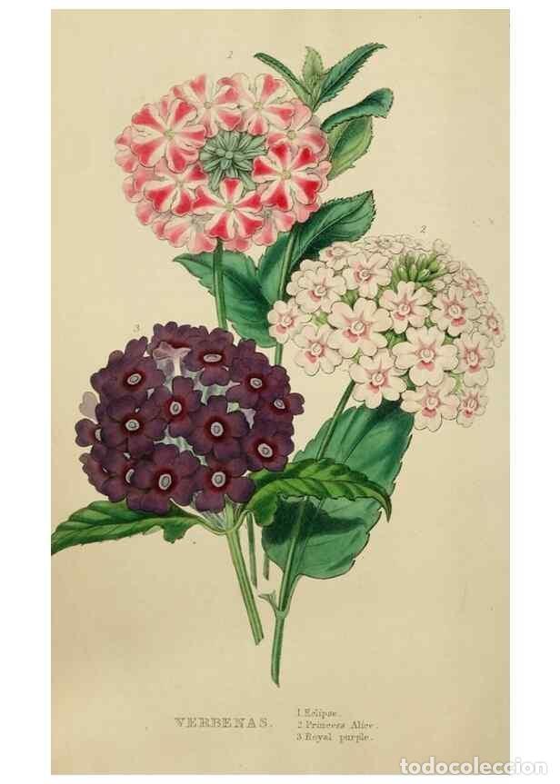 Collezionismo di Riviste e Giornali: Reproducci&oacute;n/Reproduction 7447365672: The florist and garden miscellany.. London :Chapman and Hall,1