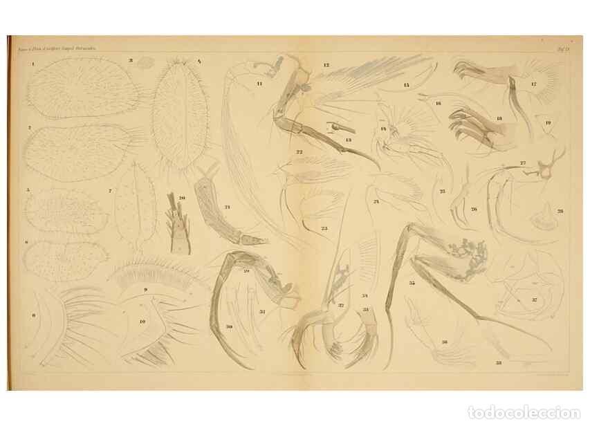 Collezionismo di Riviste e Giornali: Reproducci&oacute;n/Reproduction 7448759696: Die ostracoden des golfes von Neapel und der angrenzenden meer