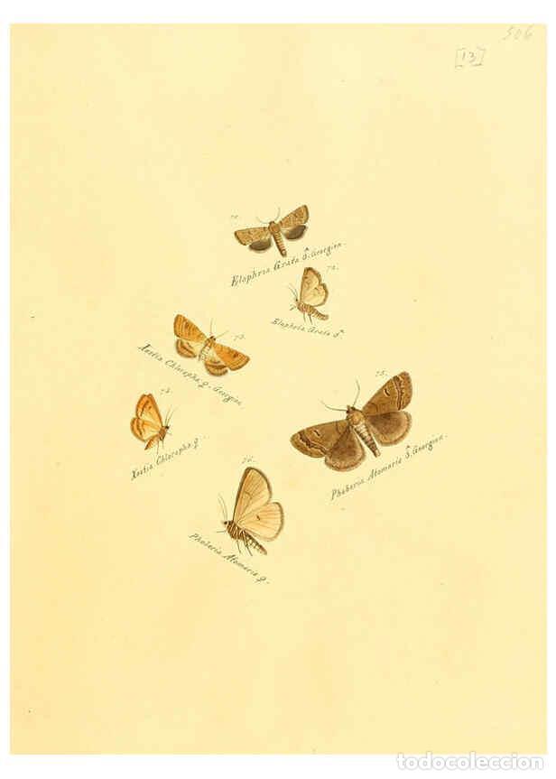 Collezionismo di Riviste e Giornali: Reproducci&oacute;n/Reproduction 6105782065: Zutr&auml;ge zur Sammlung exotischer Schmettlinge [sic] atlas Augsb