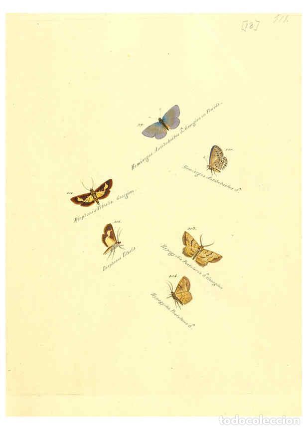 Collezionismo di Riviste e Giornali: Reproducci&oacute;n/Reproduction 6105783399: Zutr&auml;ge zur Sammlung exotischer Schmettlinge [sic] atlas Augsb