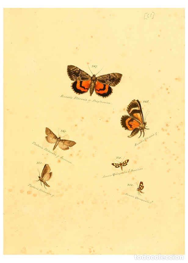 Collezionismo di Riviste e Giornali: Reproducci&oacute;n/Reproduction 6106437346: Zutr&auml;ge zur Sammlung exotischer Schmettlinge [sic] atlas Augsb