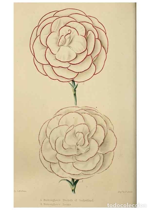 Collezionismo di Riviste e Giornali: Reproducci&oacute;n/Reproduction 7447374998: The florist and garden miscellany.. London :Chapman and Hall,1