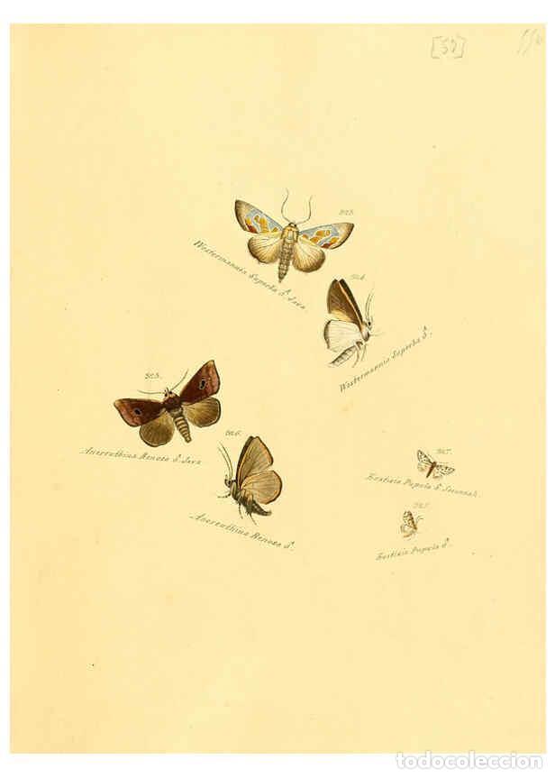 Collezionismo di Riviste e Giornali: Reproducci&oacute;n/Reproduction 6106339004: Zutr&auml;ge zur Sammlung exotischer Schmettlinge [sic] atlas Augsb