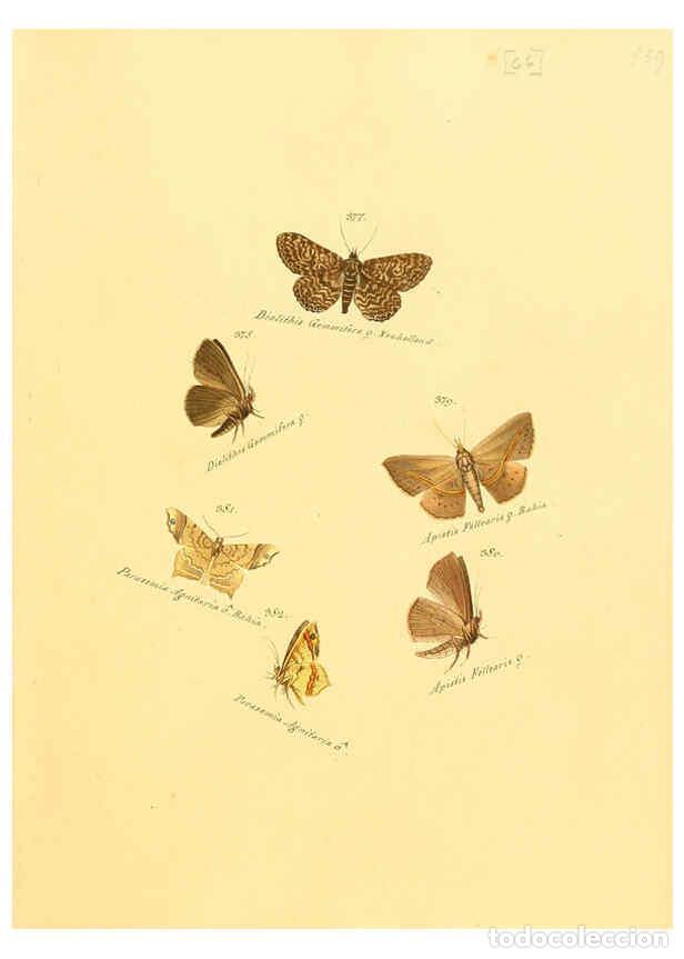 Collezionismo di Riviste e Giornali: Reproducci&oacute;n/Reproduction 6105893435: Zutr&auml;ge zur Sammlung exotischer Schmettlinge [sic] atlas Augsb