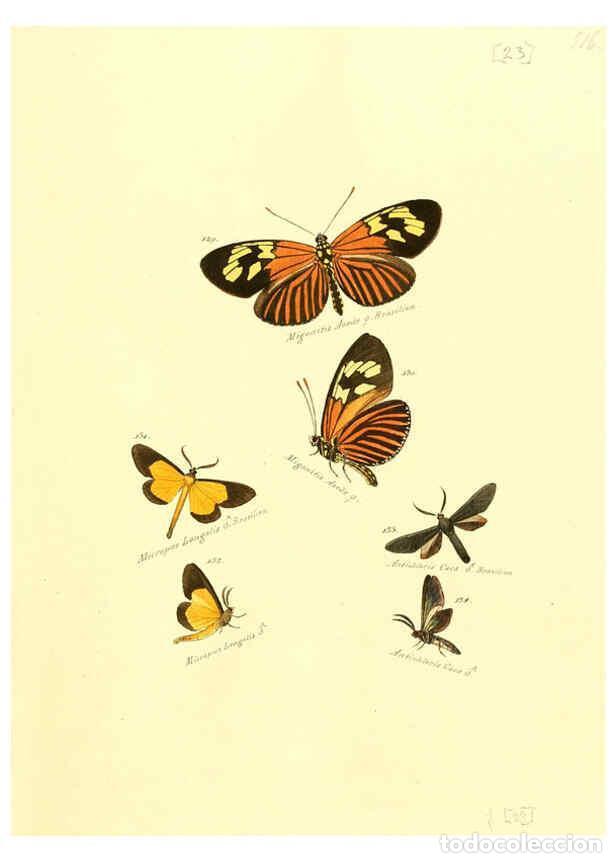 Collezionismo di Riviste e Giornali: Reproducci&oacute;n/Reproduction 6105784499: Zutr&auml;ge zur Sammlung exotischer Schmettlinge [sic] atlas Augsb