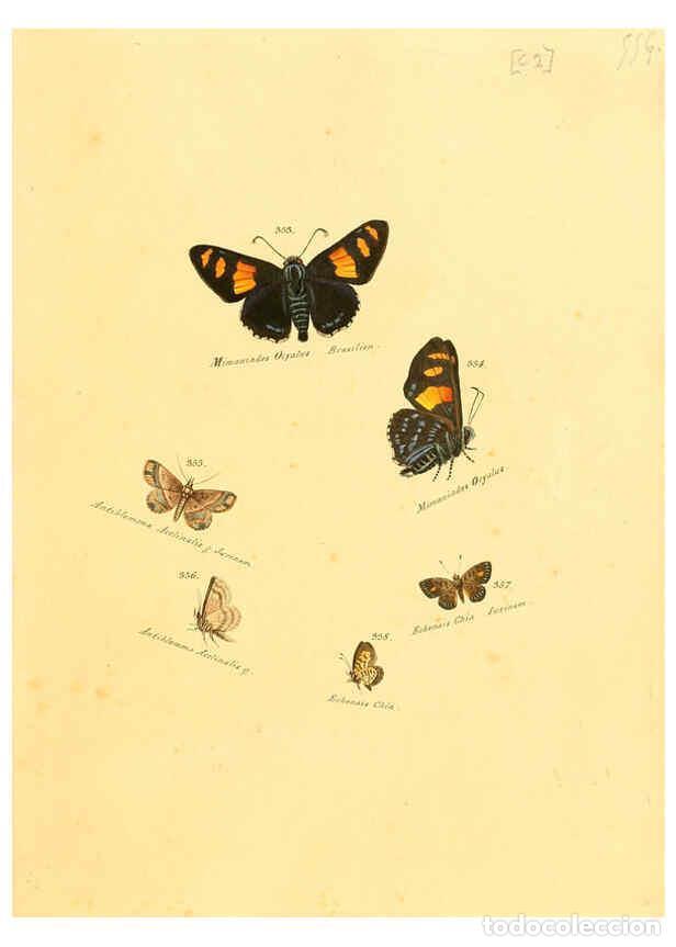 Collezionismo di Riviste e Giornali: Reproducci&oacute;n/Reproduction 6106437572: Zutr&auml;ge zur Sammlung exotischer Schmettlinge [sic] atlas Augsb