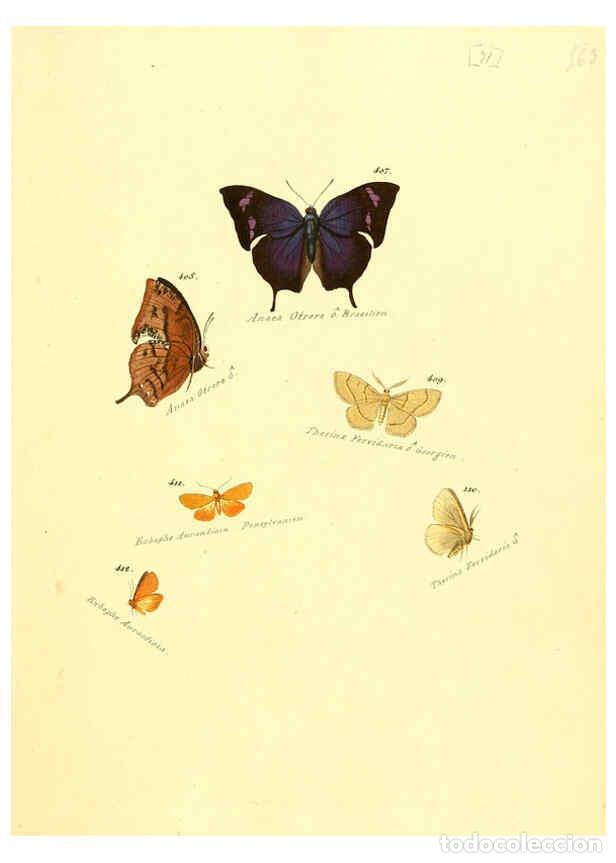 Collezionismo di Riviste e Giornali: Reproducci&oacute;n/Reproduction 6105894609: Zutr&auml;ge zur Sammlung exotischer Schmettlinge [sic] atlas Augsb