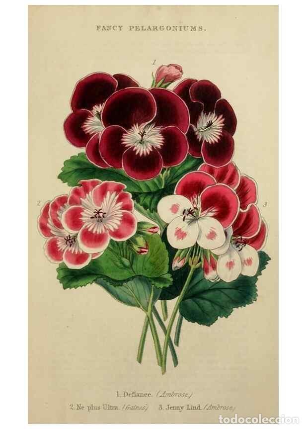 Collezionismo di Riviste e Giornali: Reproducci&oacute;n/Reproduction 7447372662: The florist and garden miscellany.. London :Chapman and Hall,1