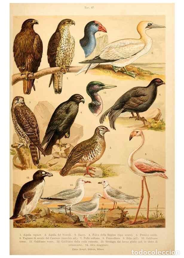 Collezionismo di Riviste e Giornali: Reproducci&oacute;n/Reproduction 7413947756: Atlante ornitologico :. Milano :U. Hoepli,1902. - Arrigoni Deg