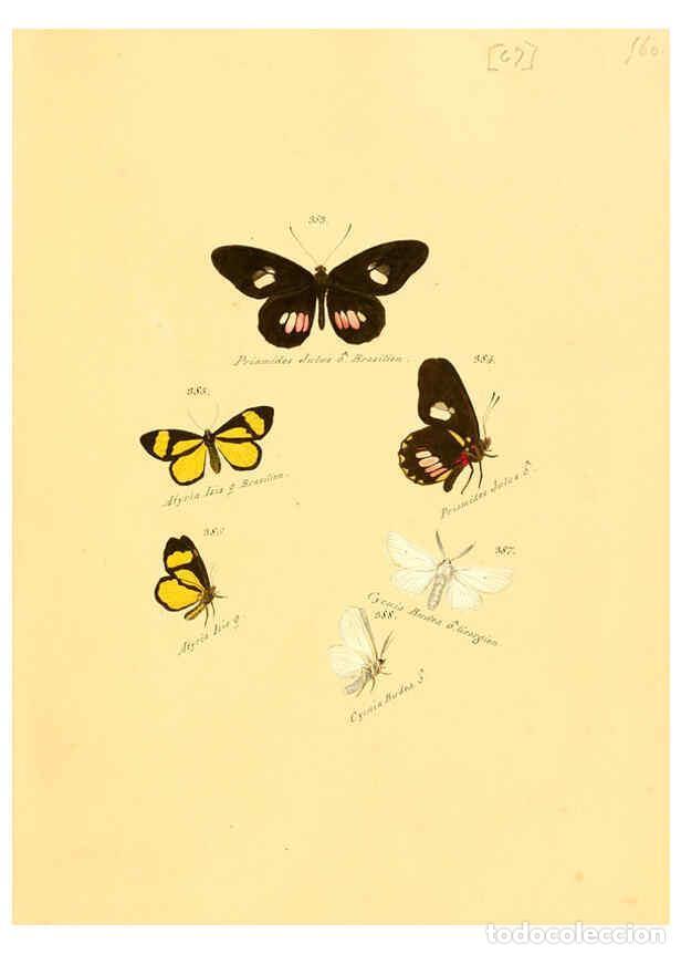 Colecionismo de Revistas e Jornais: Reproducci&oacute;n/Reproduction 6105893707: Zutr&auml;ge zur Sammlung exotischer Schmettlinge [sic] atlas Augsb