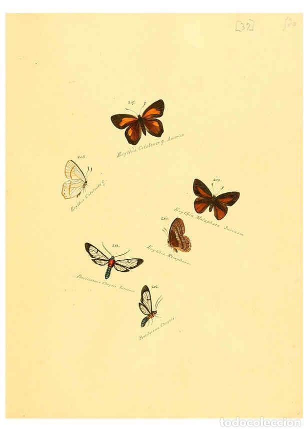 Colecionismo de Revistas e Jornais: Reproducci&oacute;n/Reproduction 6105788781: Zutr&auml;ge zur Sammlung exotischer Schmettlinge [sic] atlas Augsb