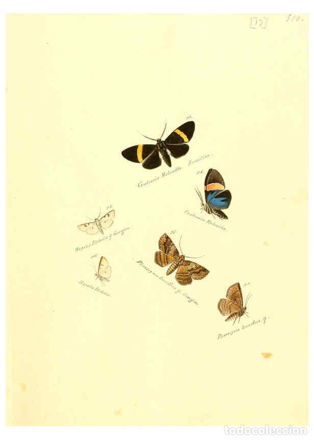 Colecionismo de Revistas e Jornais: Reproducci&oacute;n/Reproduction 6106327540: Zutr&auml;ge zur Sammlung exotischer Schmettlinge [sic] atlas Augsb