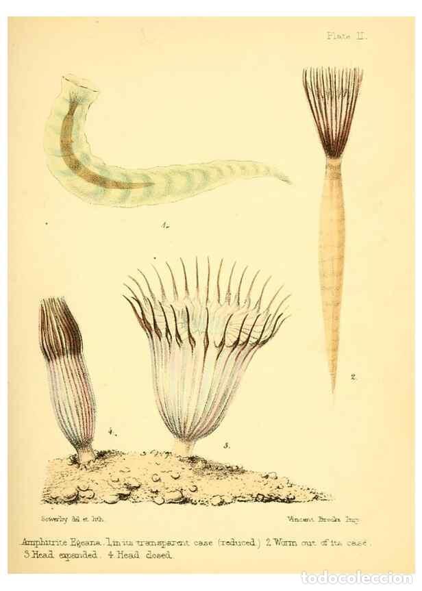 Colecionismo de Revistas e Jornais: Reproducci&oacute;n/Reproduction 7414337352: Popular history of the aquarium of marine and fresh-water anim