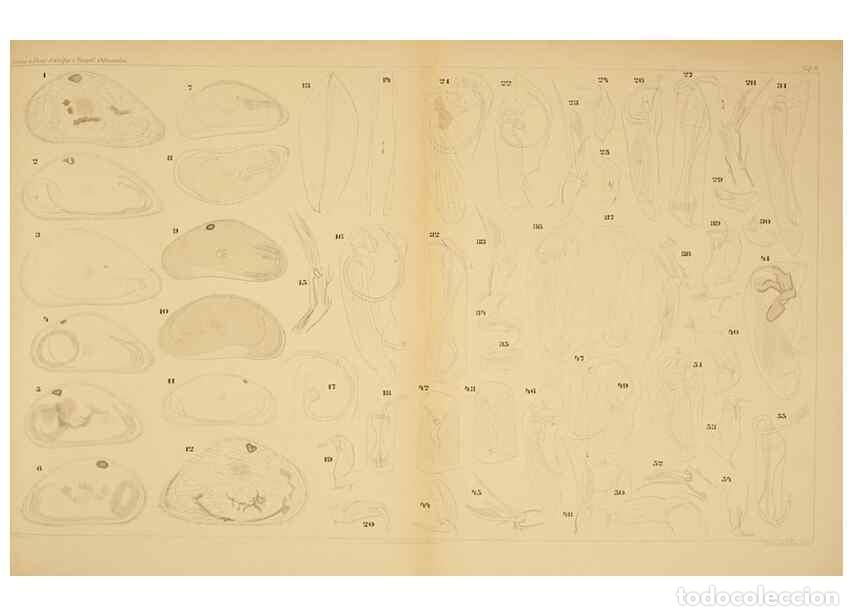 Colecionismo de Revistas e Jornais: Reproducci&oacute;n/Reproduction 7448752216: Die ostracoden des golfes von Neapel und der angrenzenden meer