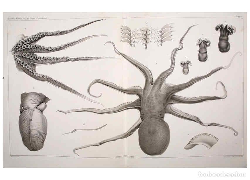 Colecionismo de Revistas e Jornais: Reproducci&oacute;n/Reproduction 6105710969: I Cefalopodi viventi nel Golfo di Napoli (sistematica) Berlin