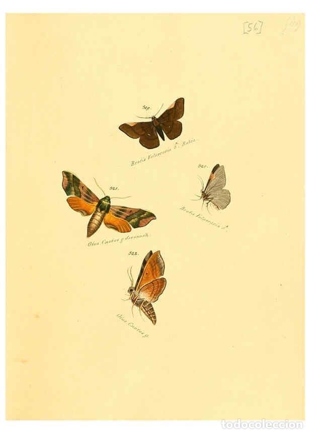 Colecionismo de Revistas e Jornais: Reproducci&oacute;n/Reproduction 6106338720: Zutr&auml;ge zur Sammlung exotischer Schmettlinge [sic] atlas Augsb