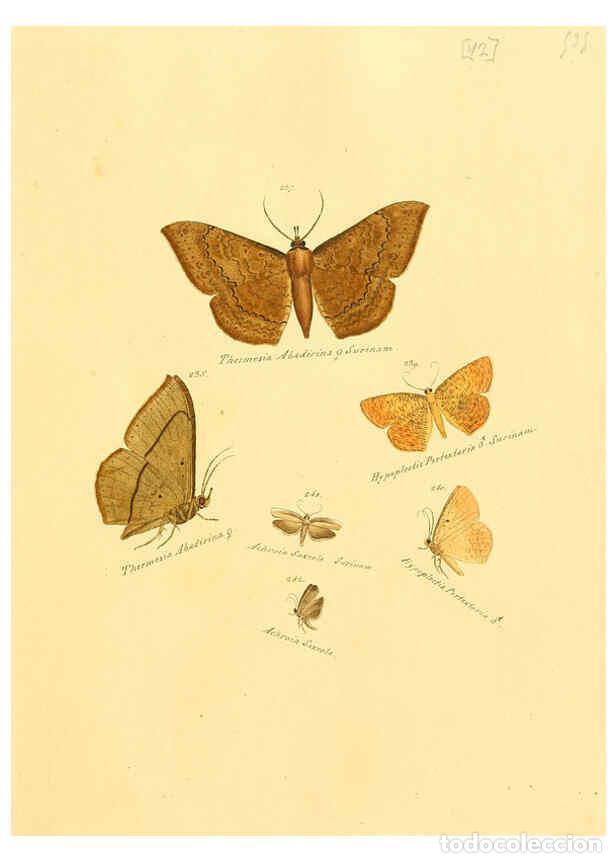 Colecionismo de Revistas e Jornais: Reproducci&oacute;n/Reproduction 6106334554: Zutr&auml;ge zur Sammlung exotischer Schmettlinge [sic] atlas Augsb
