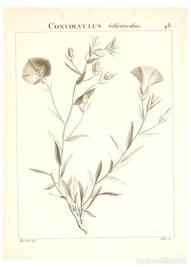 Colecionismo de Revistas e Jornais: Reproducci&oacute;n/Reproduction 7455965780: Flora Atlantica, sive, Historia plantarum quae in Atlante, agr