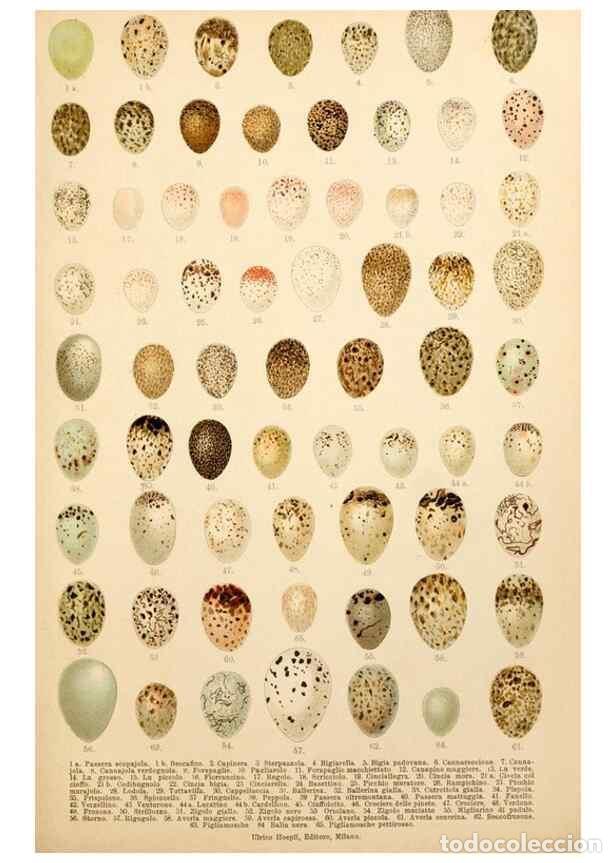 Colecionismo de Revistas e Jornais: Reproducci&oacute;n/Reproduction 7413951090: Atlante ornitologico :. Milano :U. Hoepli,1902. - Arrigoni Deg