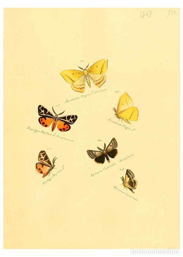 Colecionismo de Revistas e Jornais: Reproducci&oacute;n/Reproduction 6106333330: Zutr&auml;ge zur Sammlung exotischer Schmettlinge [sic] atlas Augsb