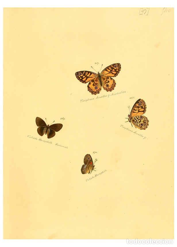 Colecionismo de Revistas e Jornais: Reproducci&oacute;n/Reproduction 6106336008: Zutr&auml;ge zur Sammlung exotischer Schmettlinge [sic] atlas Augsb