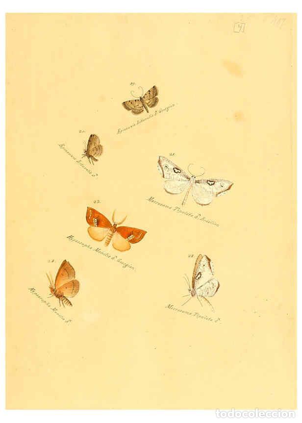 Colecionismo de Revistas e Jornais: Reproducci&oacute;n/Reproduction 6105779603: Zutr&auml;ge zur Sammlung exotischer Schmettlinge [sic] atlas Augsb