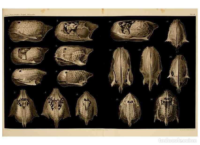 Colecionismo de Revistas e Jornais: Reproducci&oacute;n/Reproduction 7448763360: Die ostracoden des golfes von Neapel und der angrenzenden meer