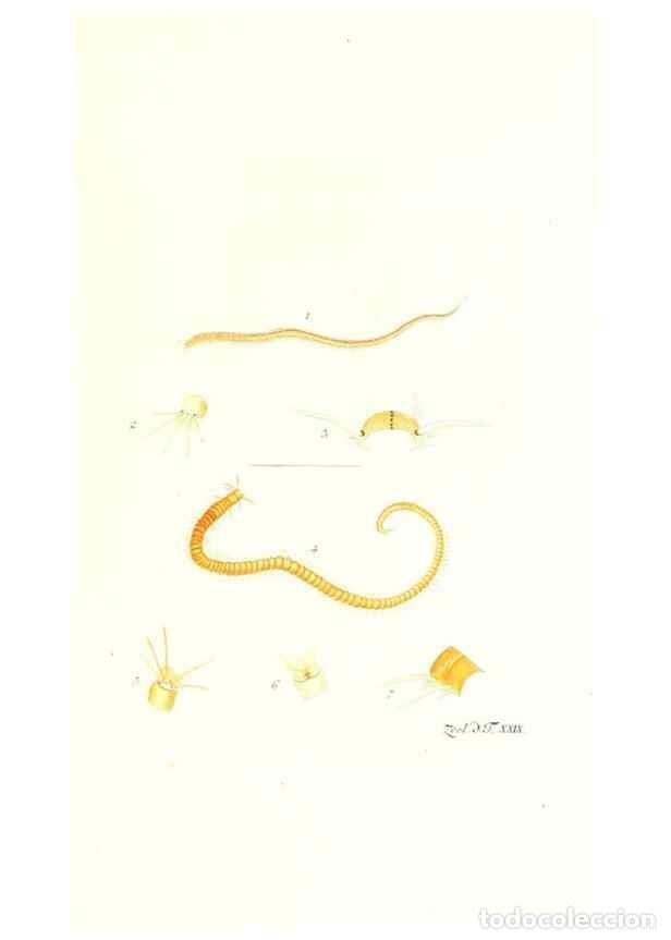 Colecionismo de Revistas e Jornais: Reproducci&oacute;n/Reproduction 7495499676: Zoologia danica, sev Animalivm Daniae et Norvegiae rariorvm ac