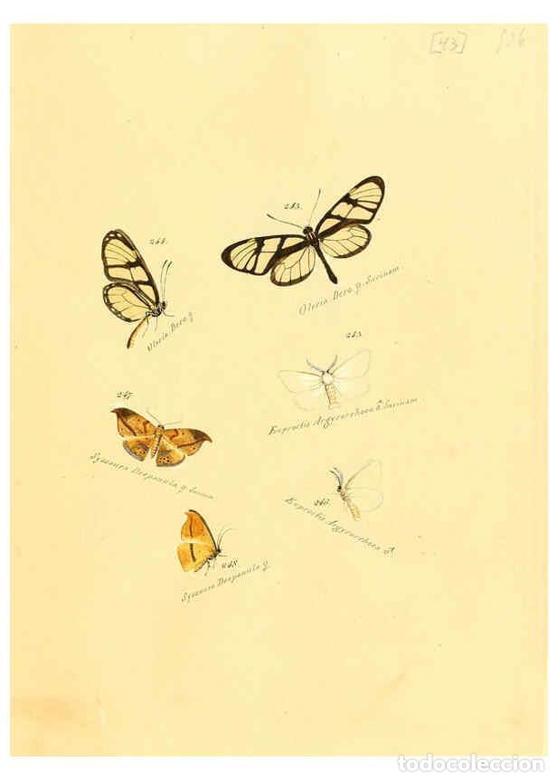 Colecionismo de Revistas e Jornais: Reproducci&oacute;n/Reproduction 6105790739: Zutr&auml;ge zur Sammlung exotischer Schmettlinge [sic] atlas Augsb